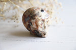 Crazy Lace Agate starbeing skull