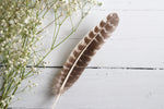 Natural Turkey Feather